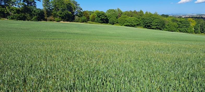 Field of crops