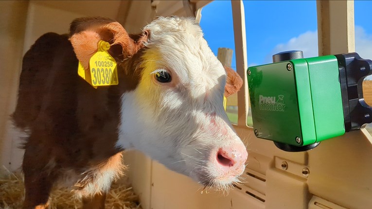 calf in a room