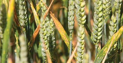 Yellow rust on a crop