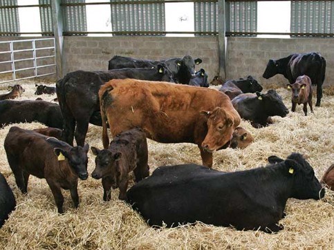 Calves in shed