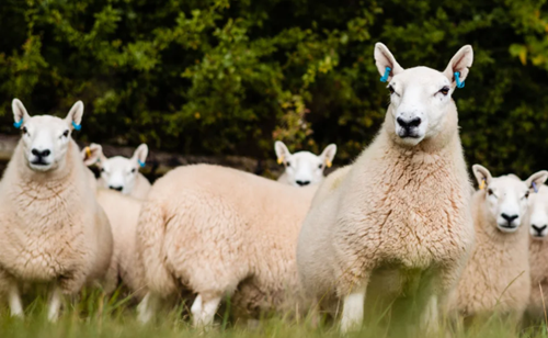 Sheep standing in a grassy field