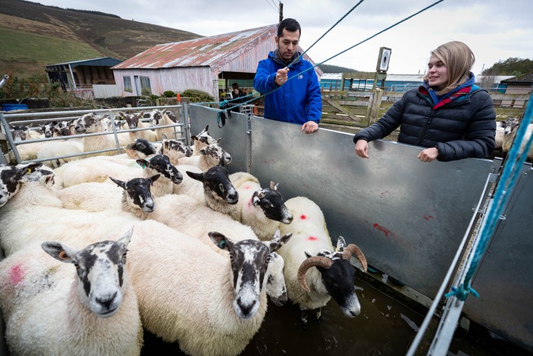 Two students looking into a sheep pen