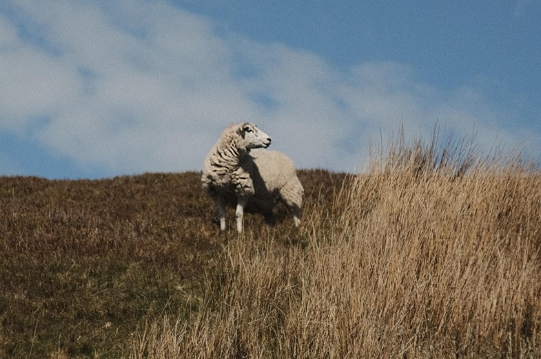 Sheep in a field
