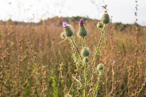 Thistle in grass