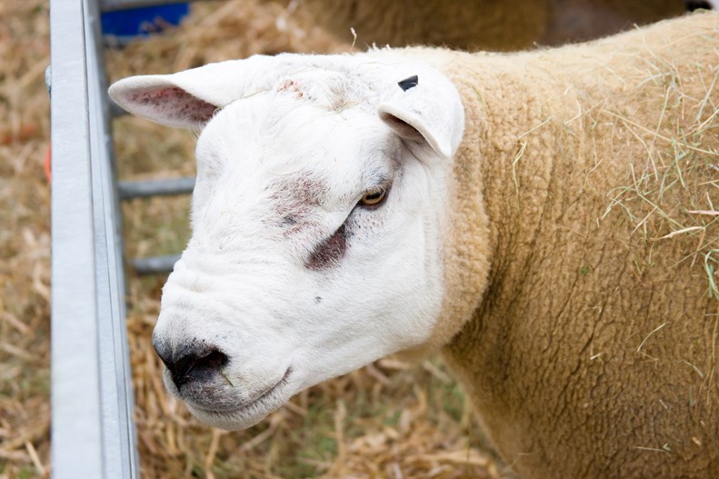 Close up of a sheep's head