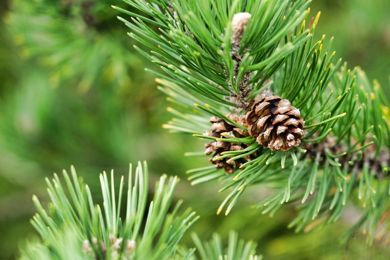 Close up of a pine tree with pinecones