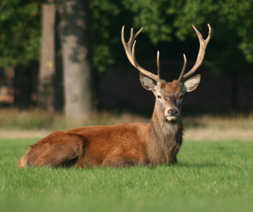 Stag