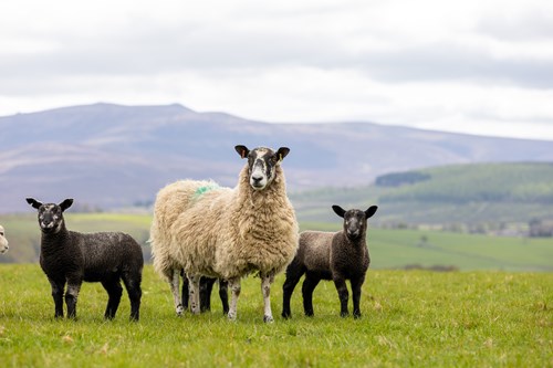 Lambs and a sheep