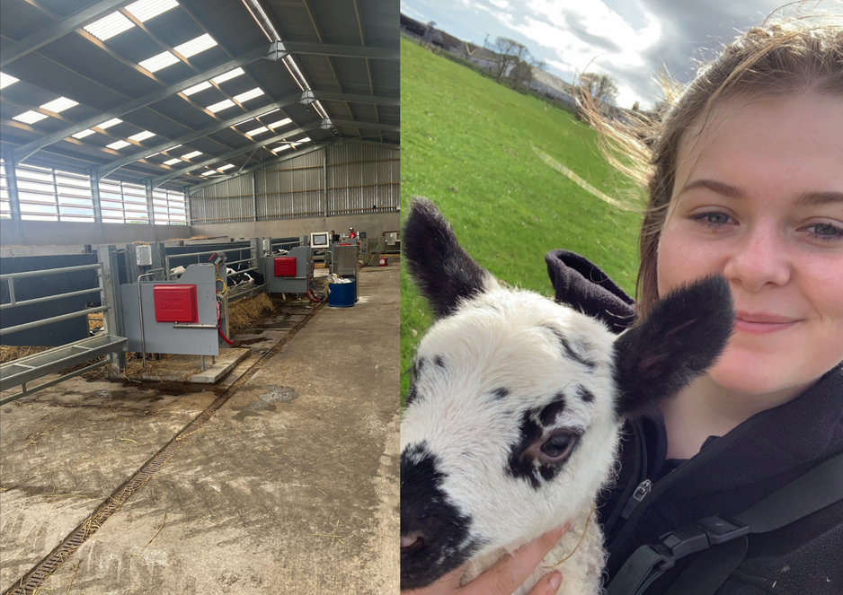 two images. Inside a cow shed, and selfie of a young woman holding a lamb.