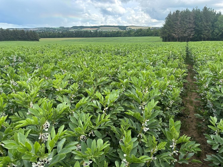 A field of crops