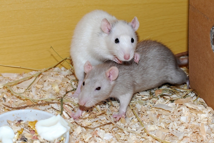 Study finds male rats prefer rougher play than female rats | SRUC