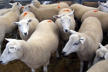 Sheep abortions with no diagnosis | SRUC