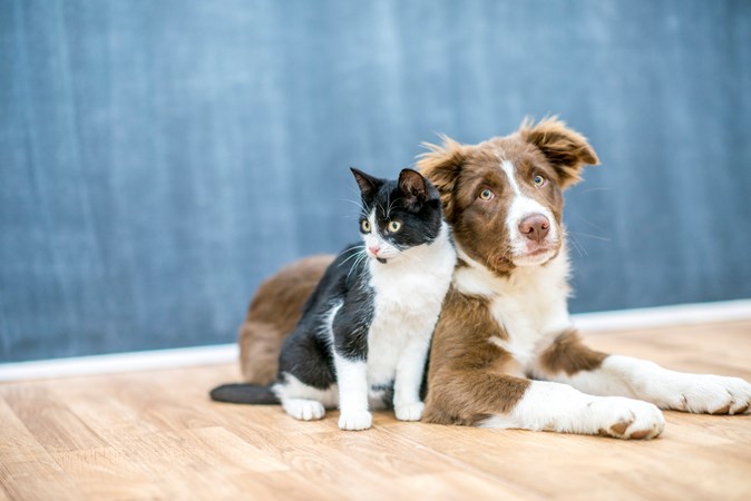 a black and white cat cuddled into a brown and white dog