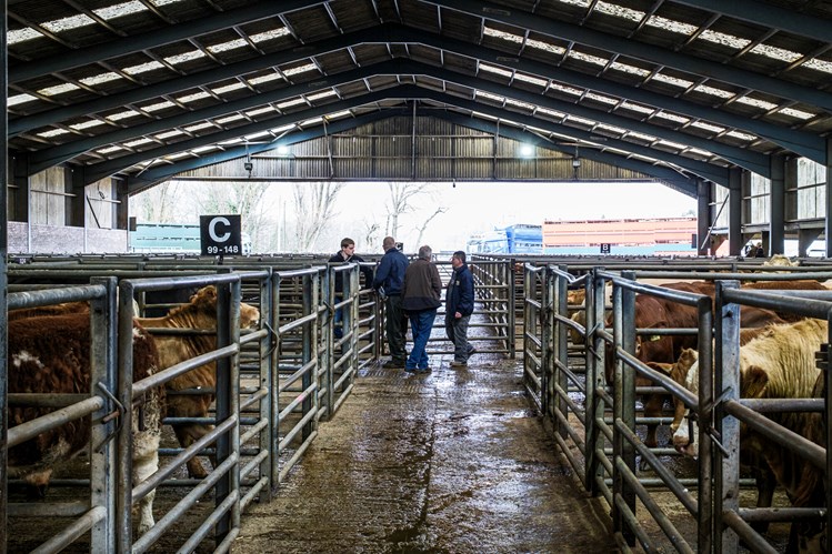 Cattle and farmers at Caley Mart