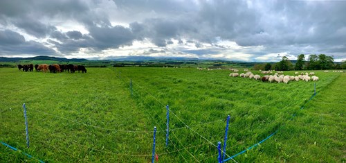 Grazing systems
