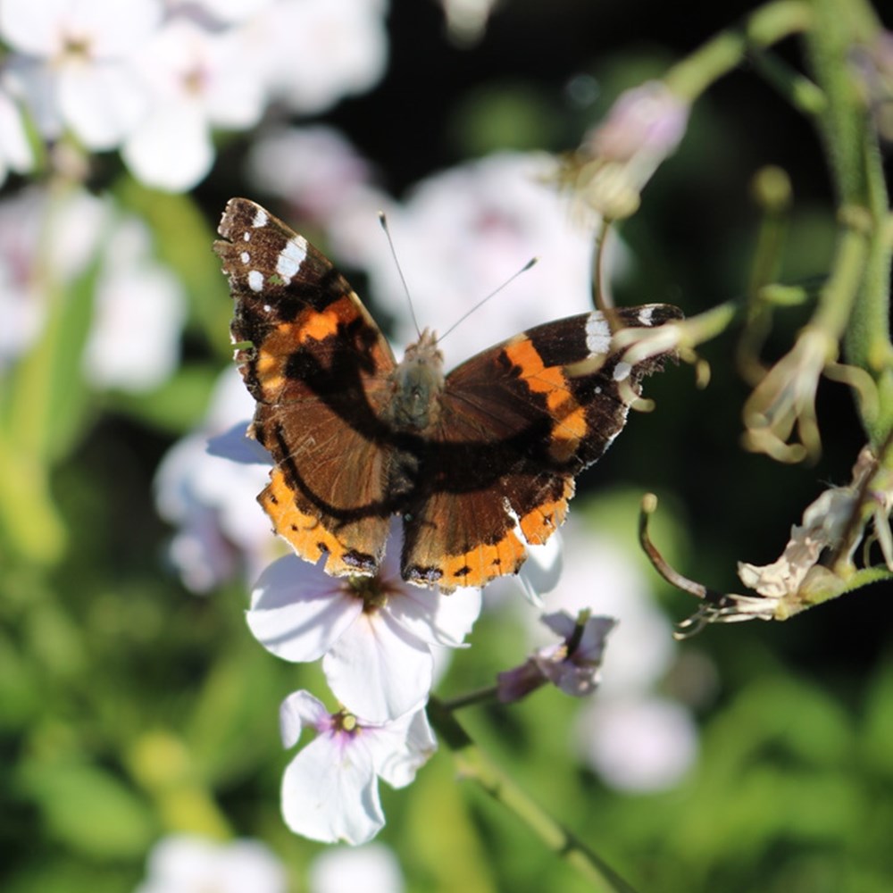 Butterfly on flower
