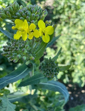 A close up on flowers.