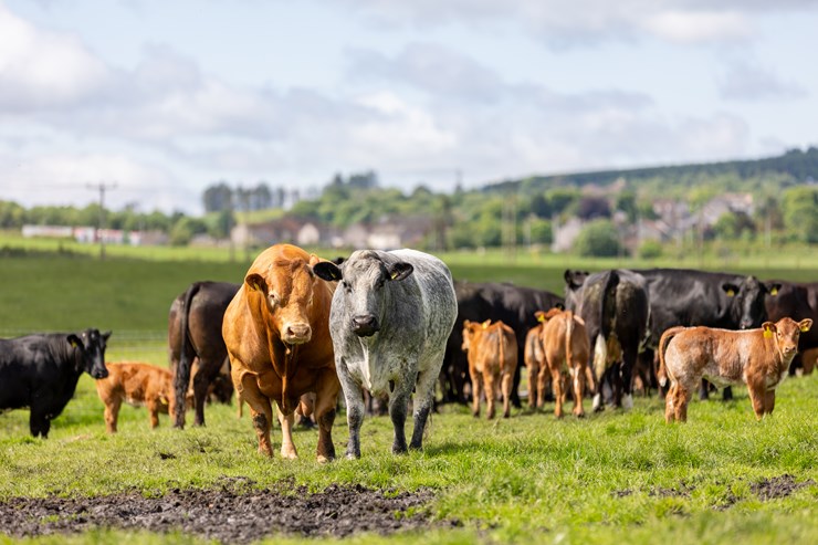 Beef cattle Farmers are being encouraged to help scientists look at ways to tackle Johne’s Disease