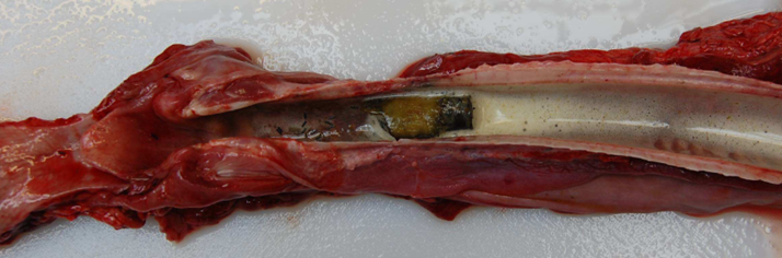 A bolus within the trachea of a sheep.  7 out of 400 ewes died within 24hrs of bolus administration