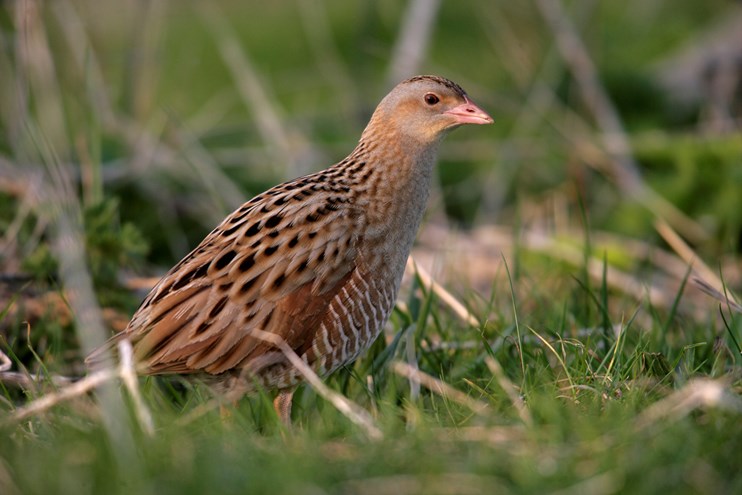 A corncrake in the grass