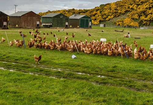 Hens outside a pen