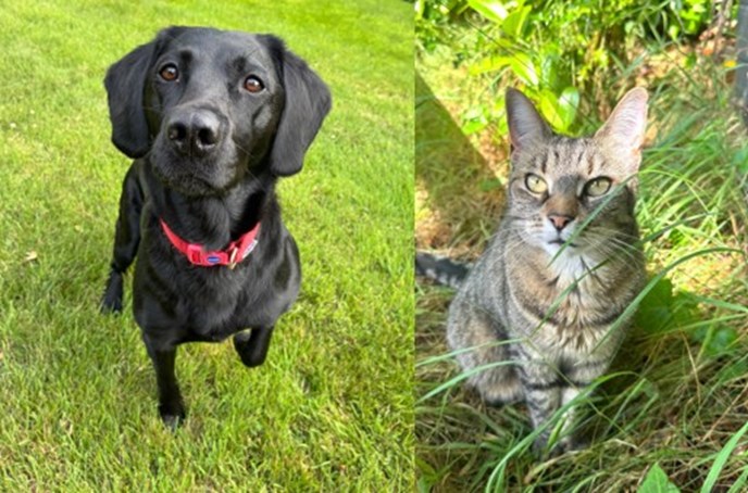 a black dog with a red collar next to a tortoiseshell coloured cat