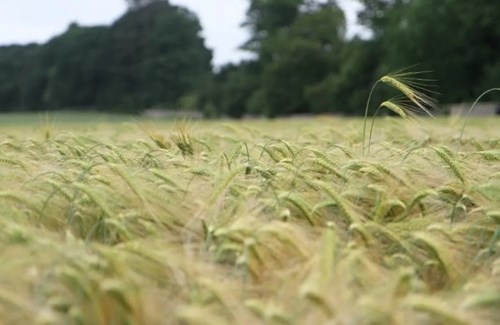 Spring barley