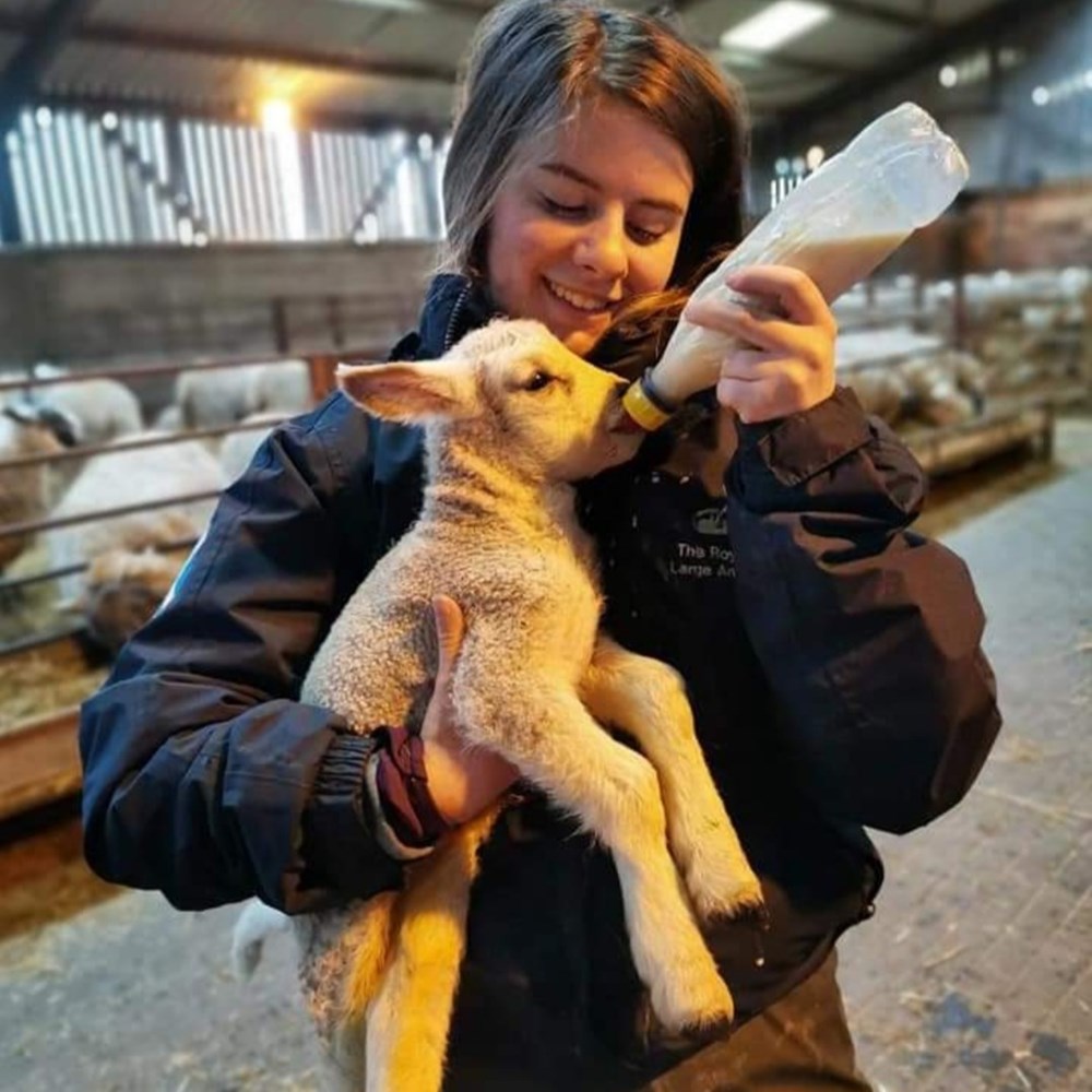 BSc (Hons) Animal Welfare Science | SRUC