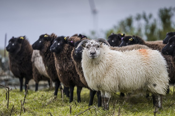 A group of lambs in a field