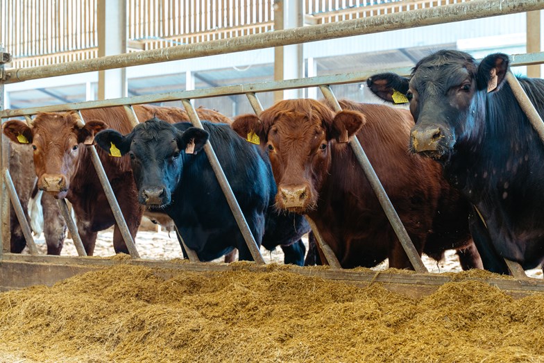 Cows at Easter Howgate Farm
