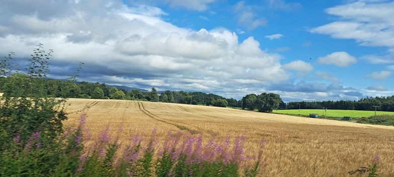 Field of crops
