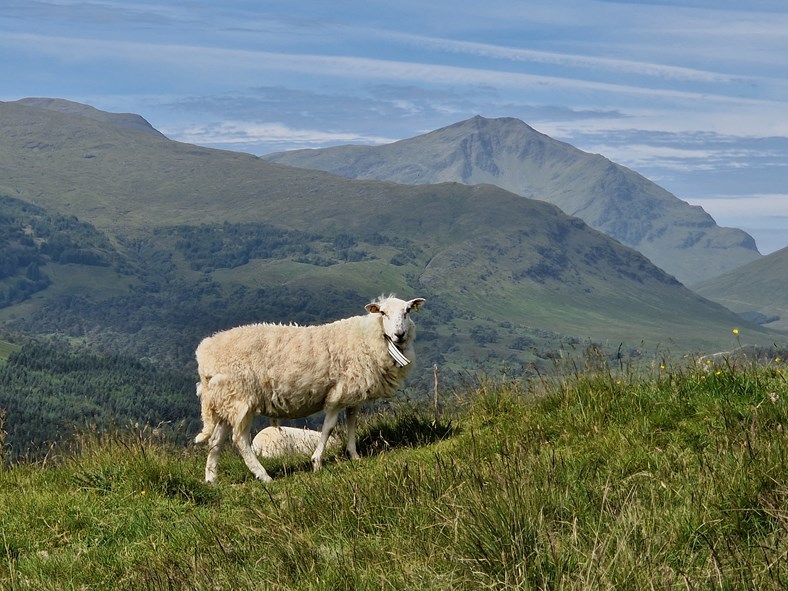 A sheep and lamb on a hill