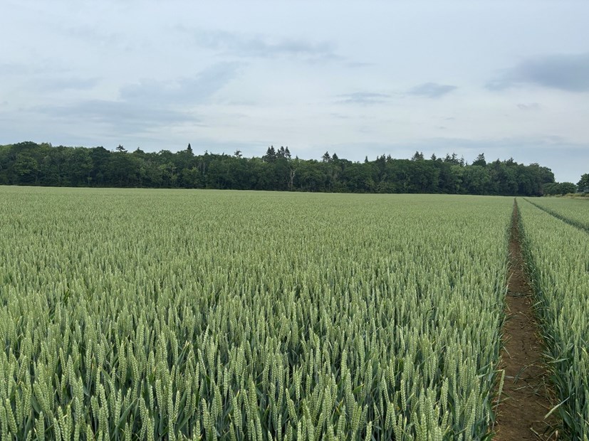 A field of crops