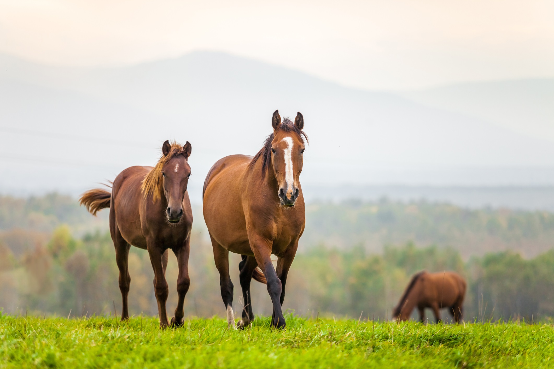 Horse owners can find out more about strangles at an SRUC event