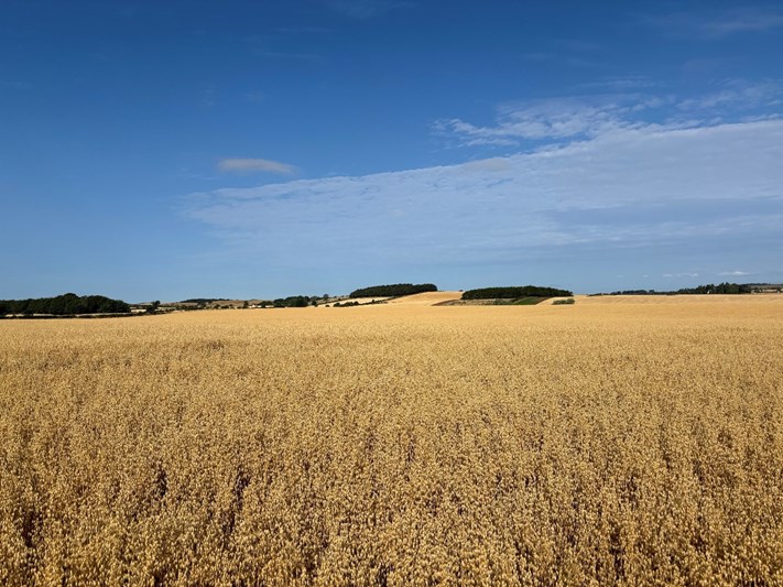 A field of crops