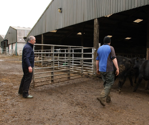 Two men with cattle