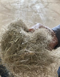Processed hemp fibre