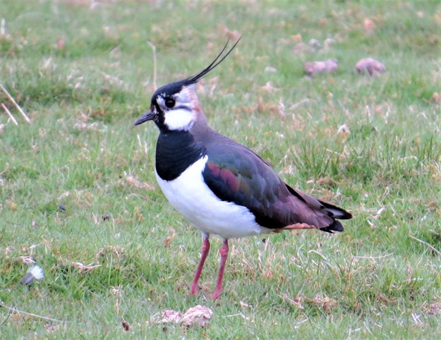 Wading bird Lapwing Knarsdale