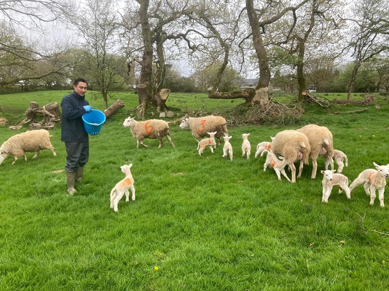 Man with a bucket feeding sheep and lambs in a field