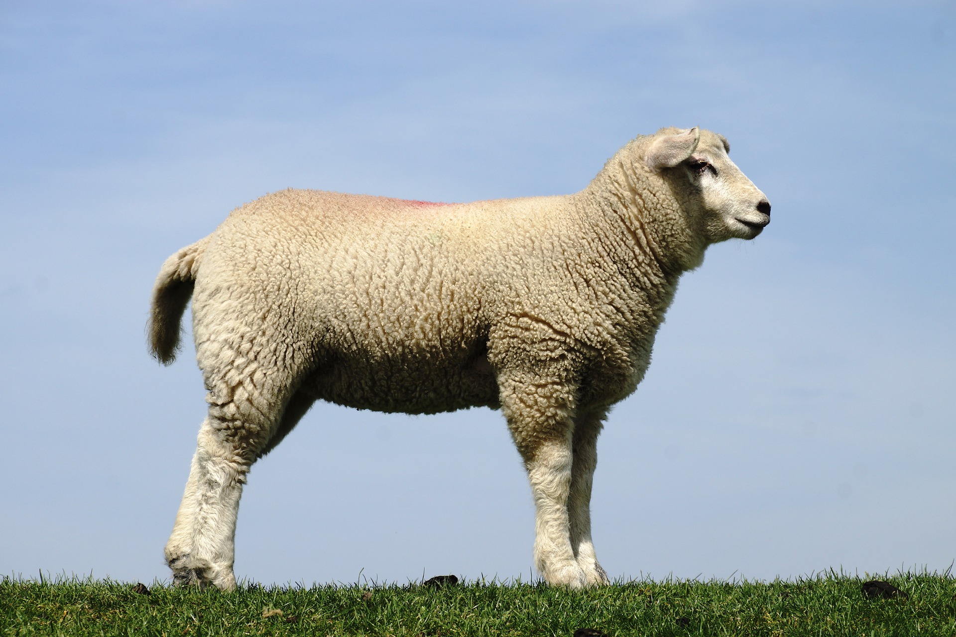 Opportunity for 'elite' training for OPA scanning - FOC to vets working ...