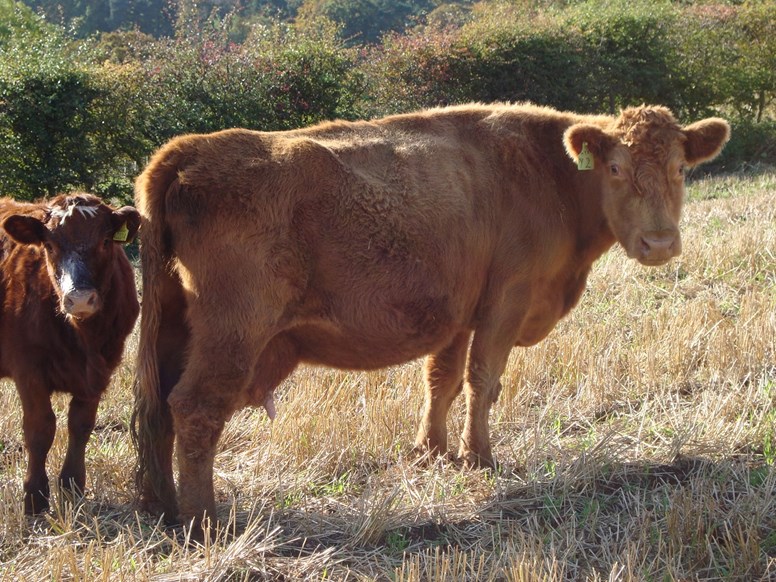Calf viability and growth are improved by a moderate condition score in pregnant suckler cows