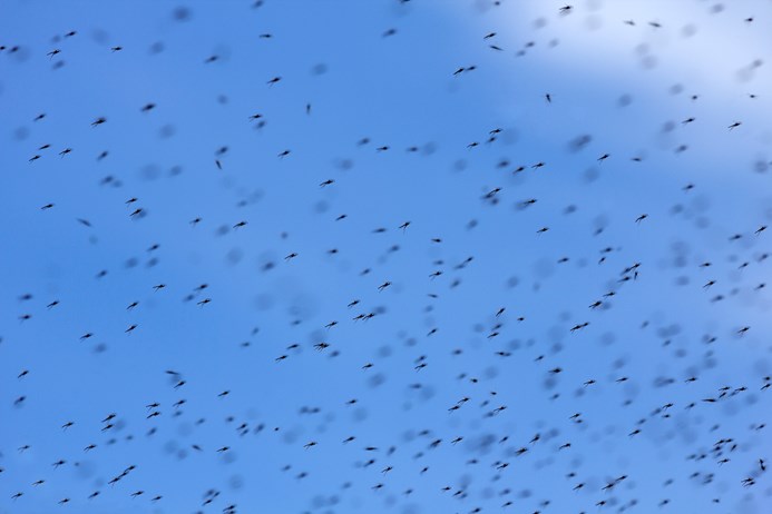 a swarm of midges in the sky
