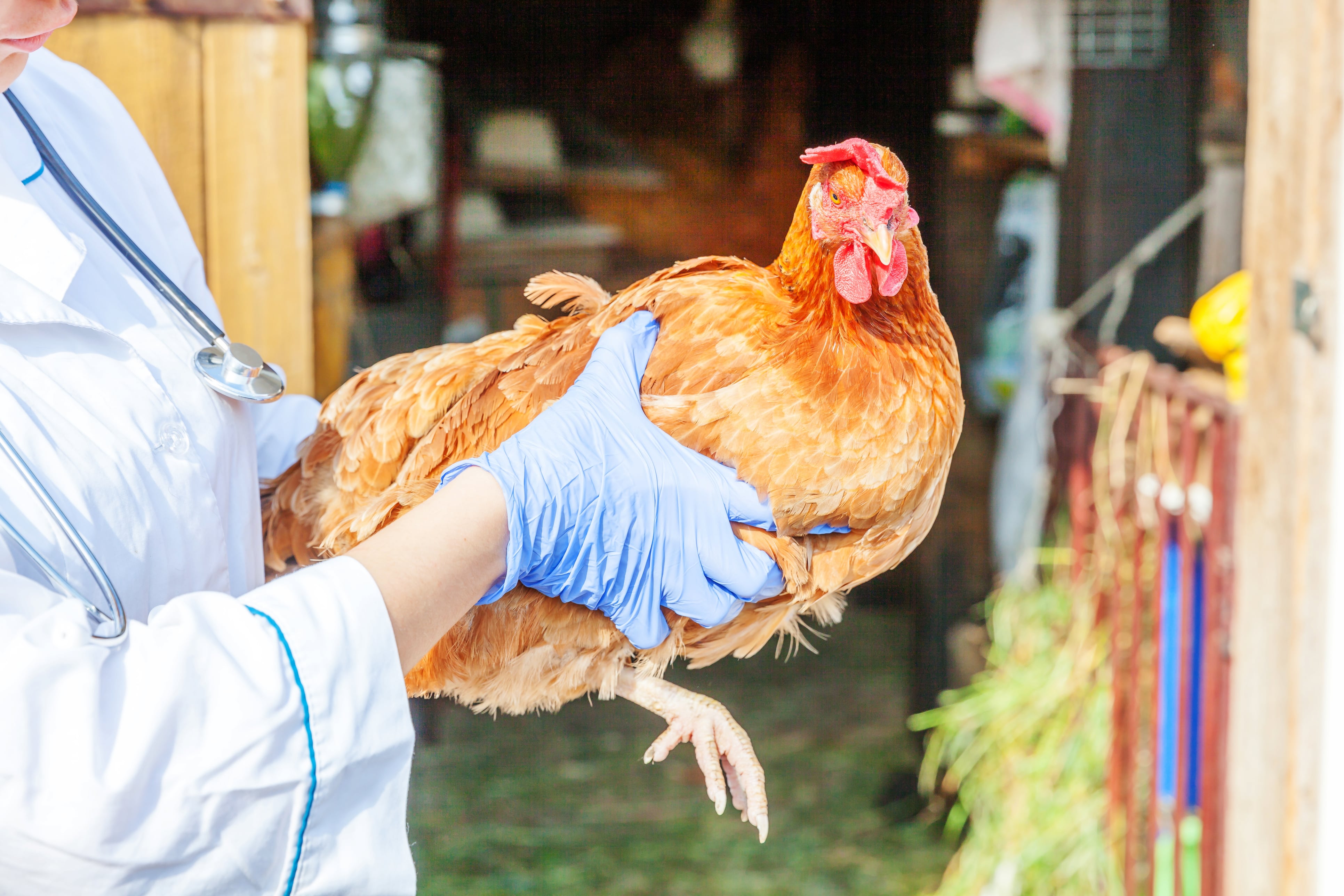 MSc Applied Poultry Science | SRUC