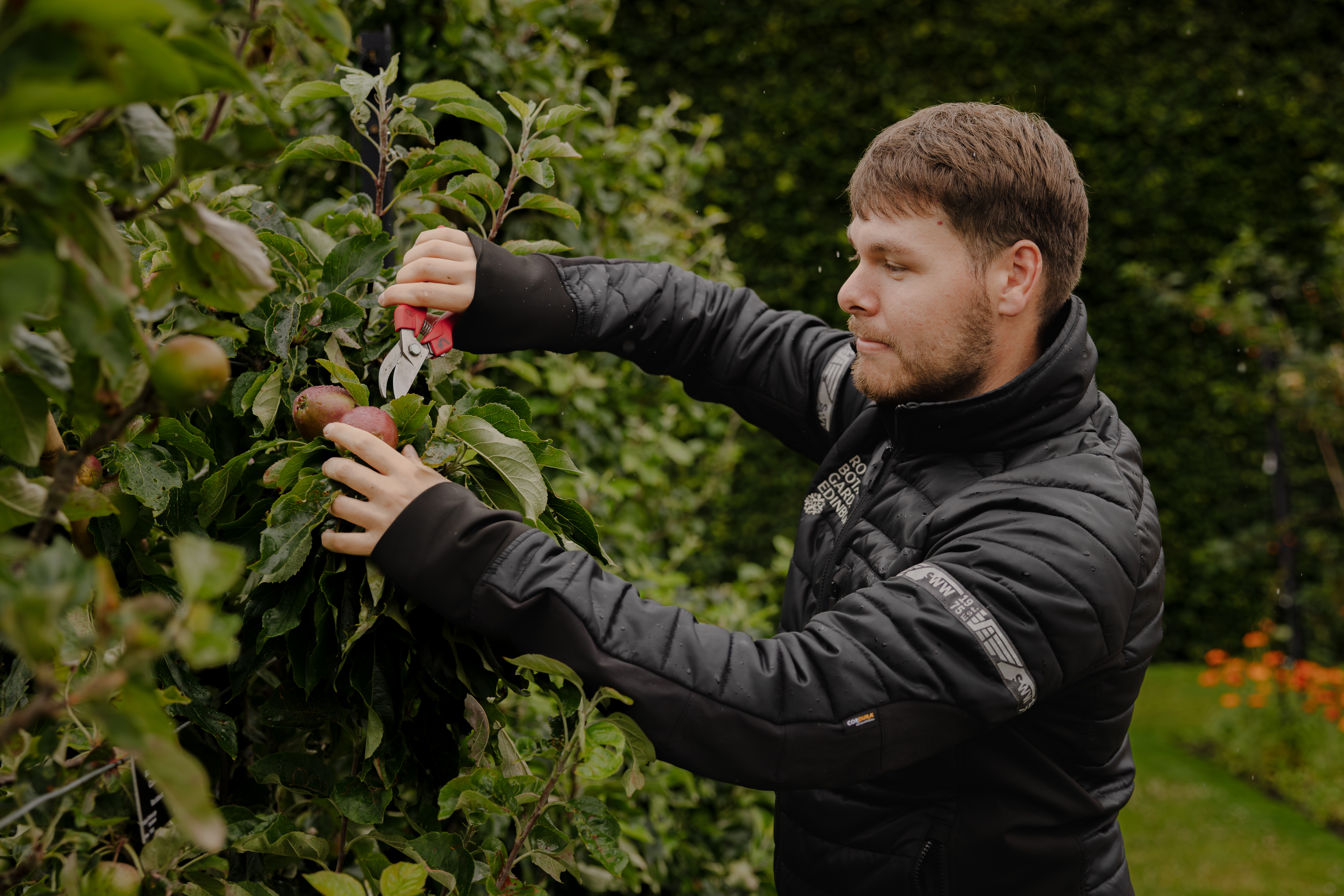 Man Trimming An Apple Tree