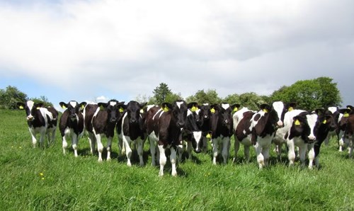 a group of dairy cows standing in grass