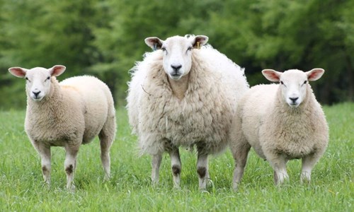 three sheep standing in a grassy field