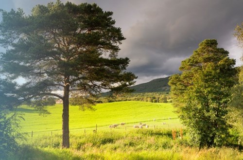 Field and trees