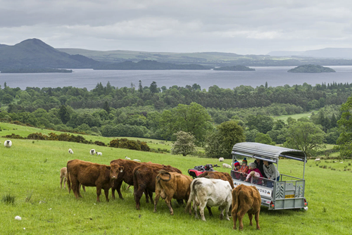 Cows in a field with people in a trailer, hills and a river in the background
