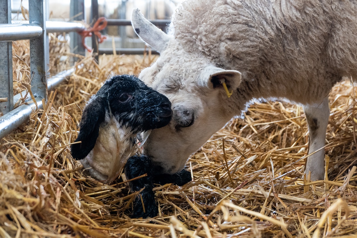 About sheep and goat diseases | SRUC