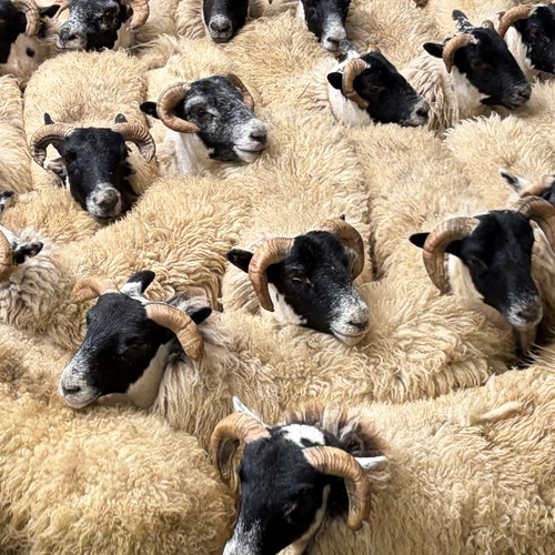 Blackie store lambs